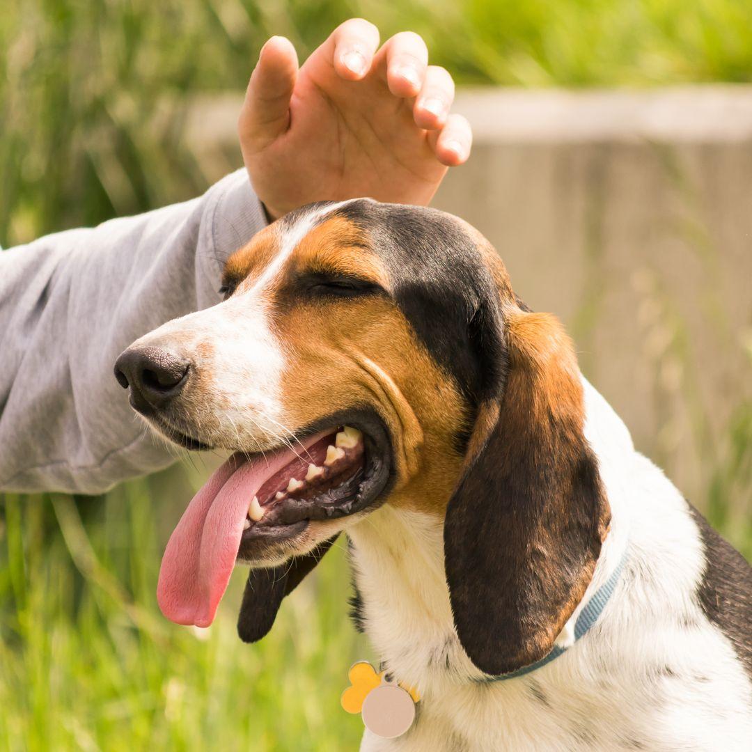 Person patting dog