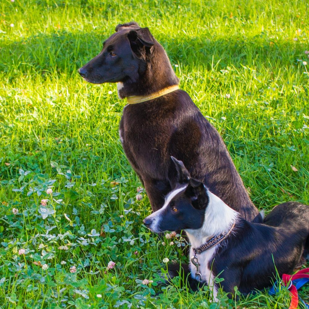 Two dogs sitting on grass