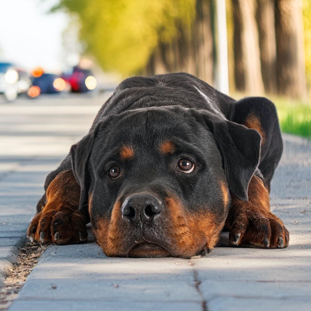 Worried dog