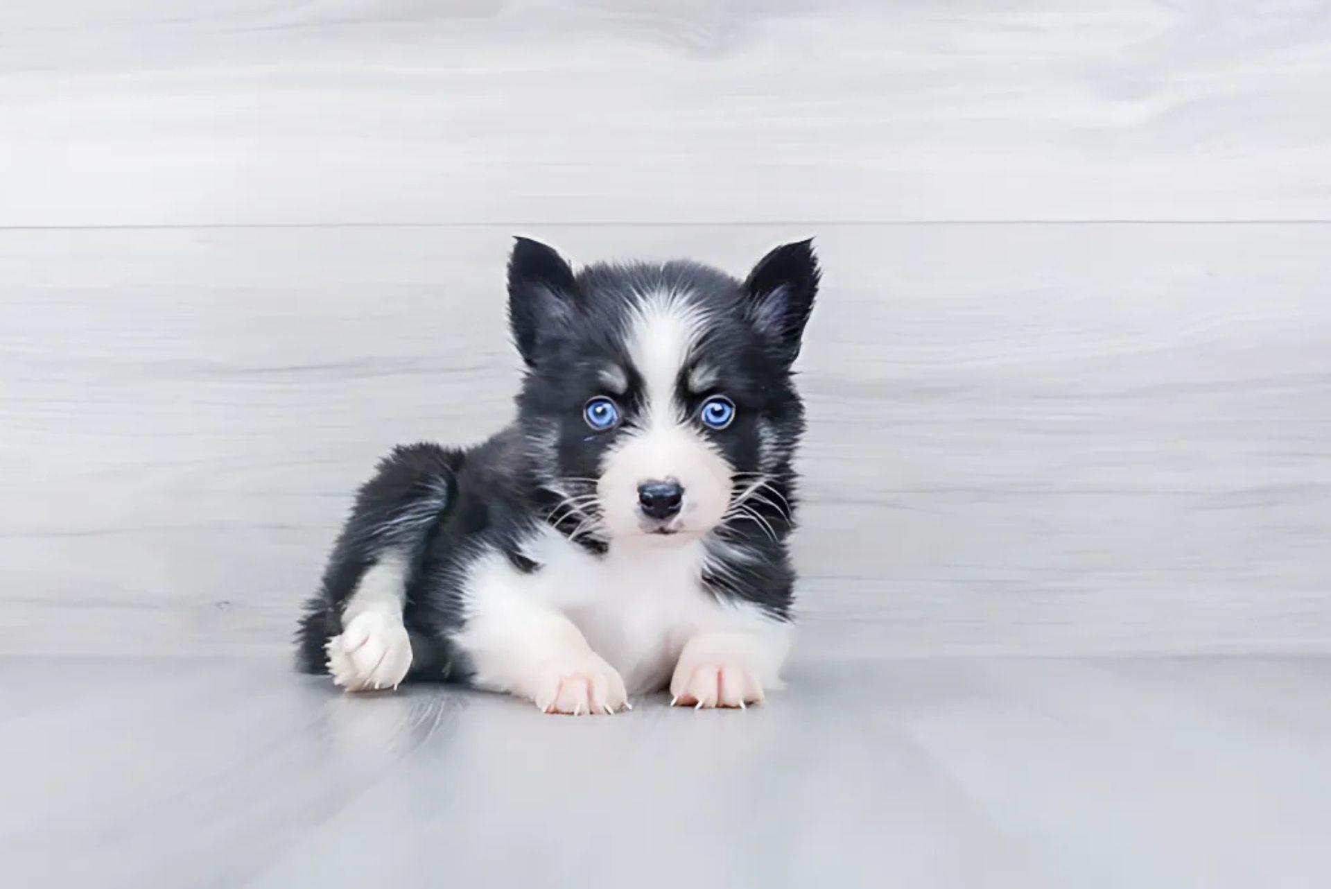 Pomsky Dog Breed Information and Characteristics | Potty Buddy - Potty ...