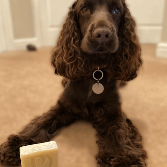 Cocker Spaniel with bar of natural shampoo bar for dogs - Pawdaw of London
