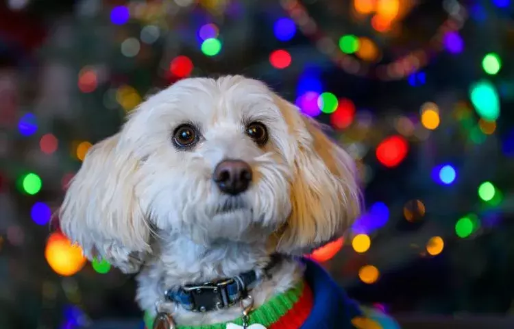 christmas dog anxiety