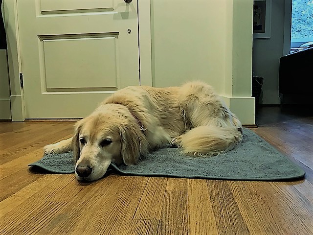 dog laying on PeapodMat on the floor