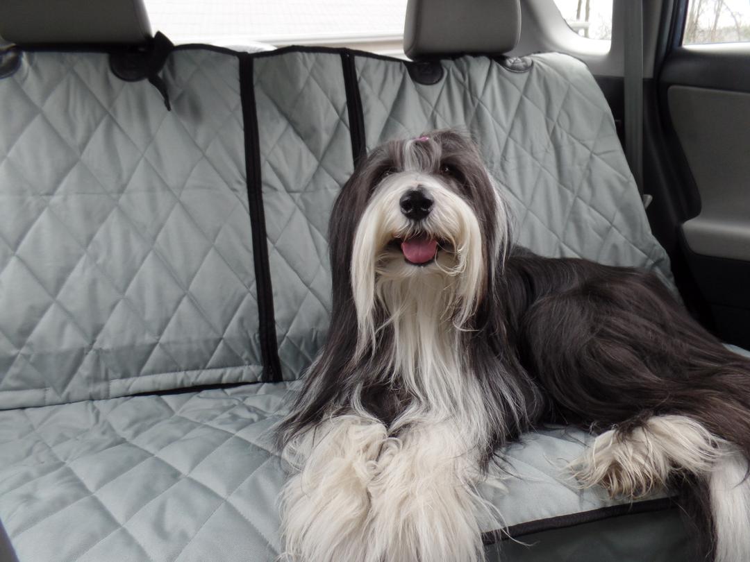 Best dog shop car seat covers