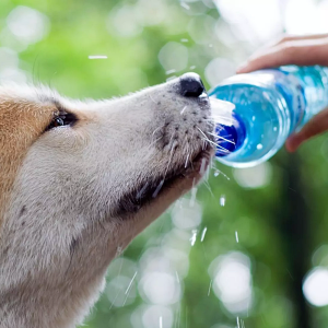 How Much Water Should a Dog Drink?