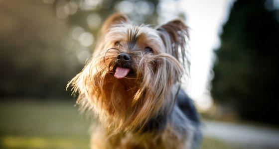 Dog sticking out their tongue