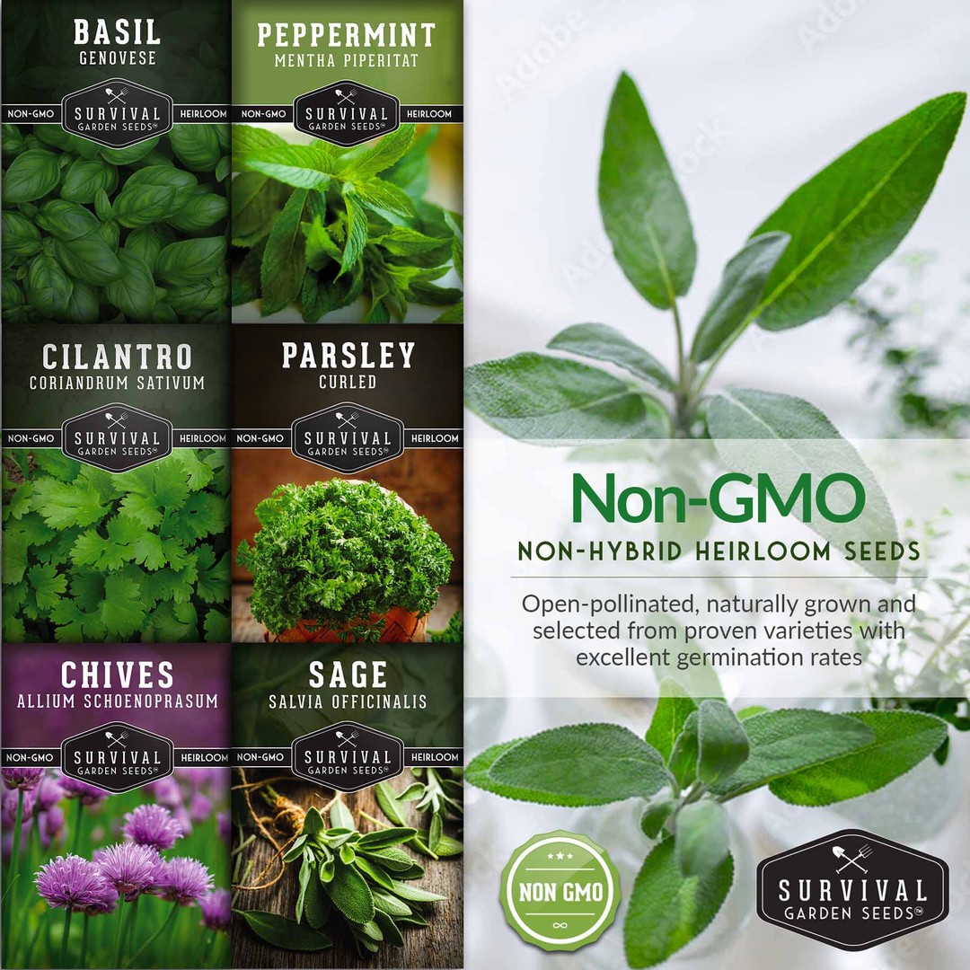 Non-GMO non-hybrid heirloom herb seeds