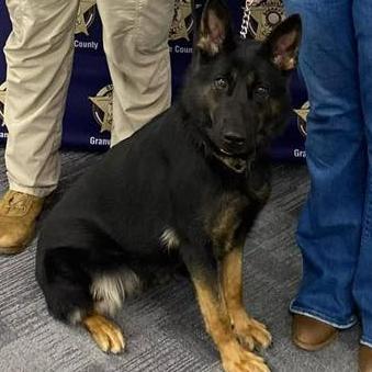 k9 lena