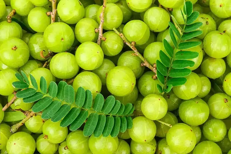 Emblica Officinalis (Indian Gooseberry) Fruit Extract