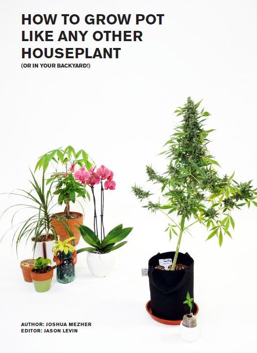 Learn to grow cannabis like a house plant