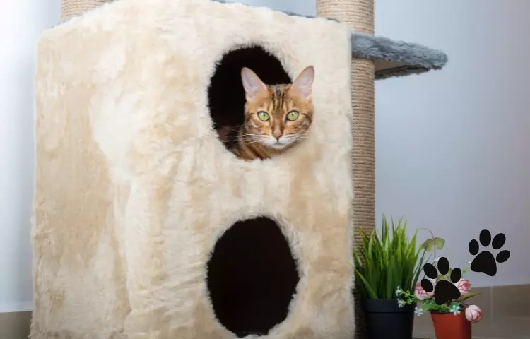 best cat furniture