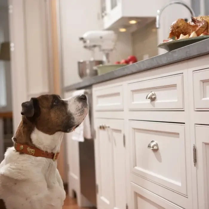 A dog staring at the food on the counter