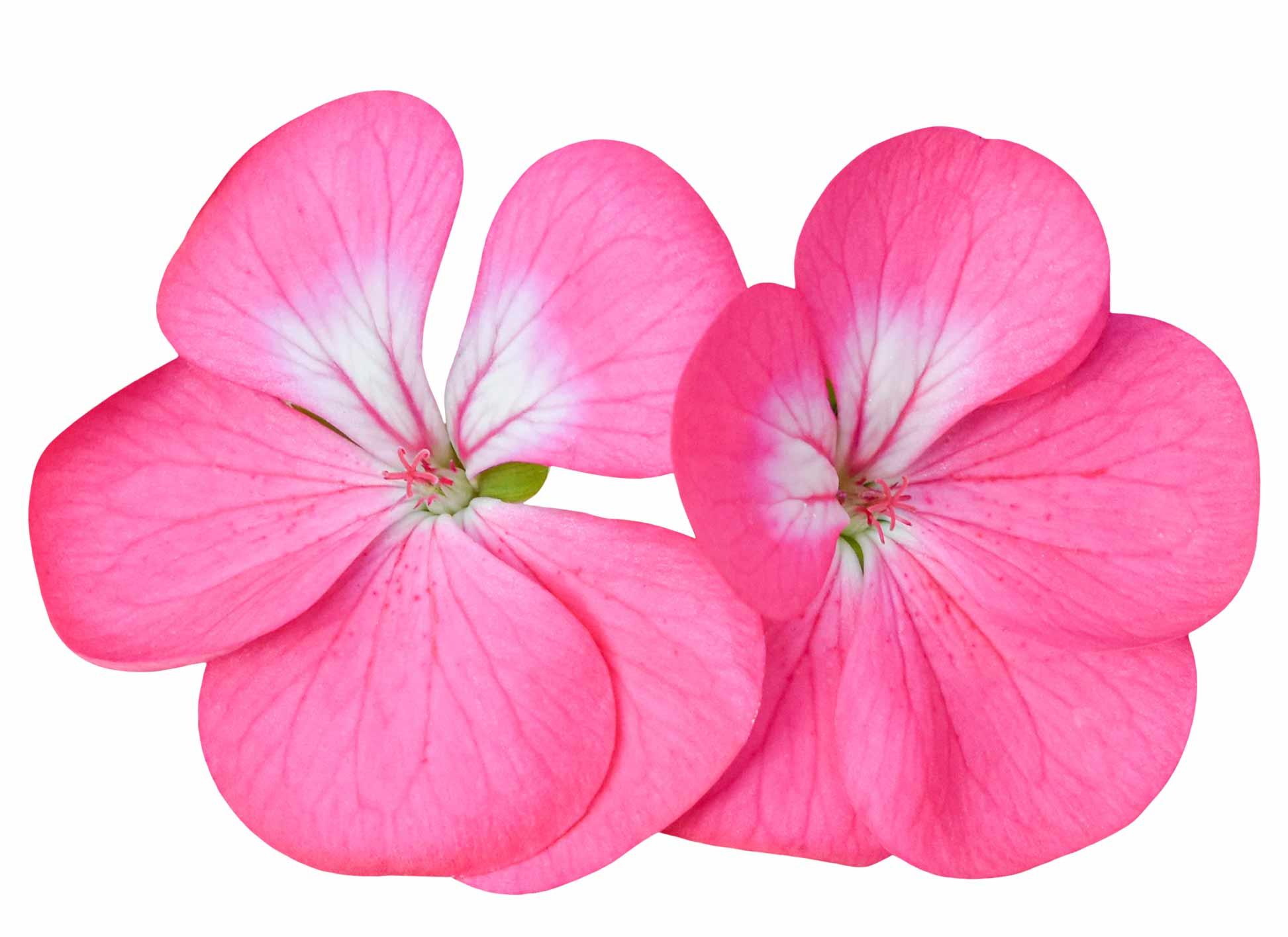 geranium flower image