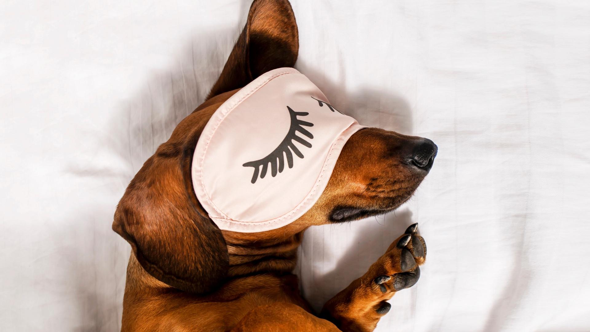 Dachshund sleeps in bed.