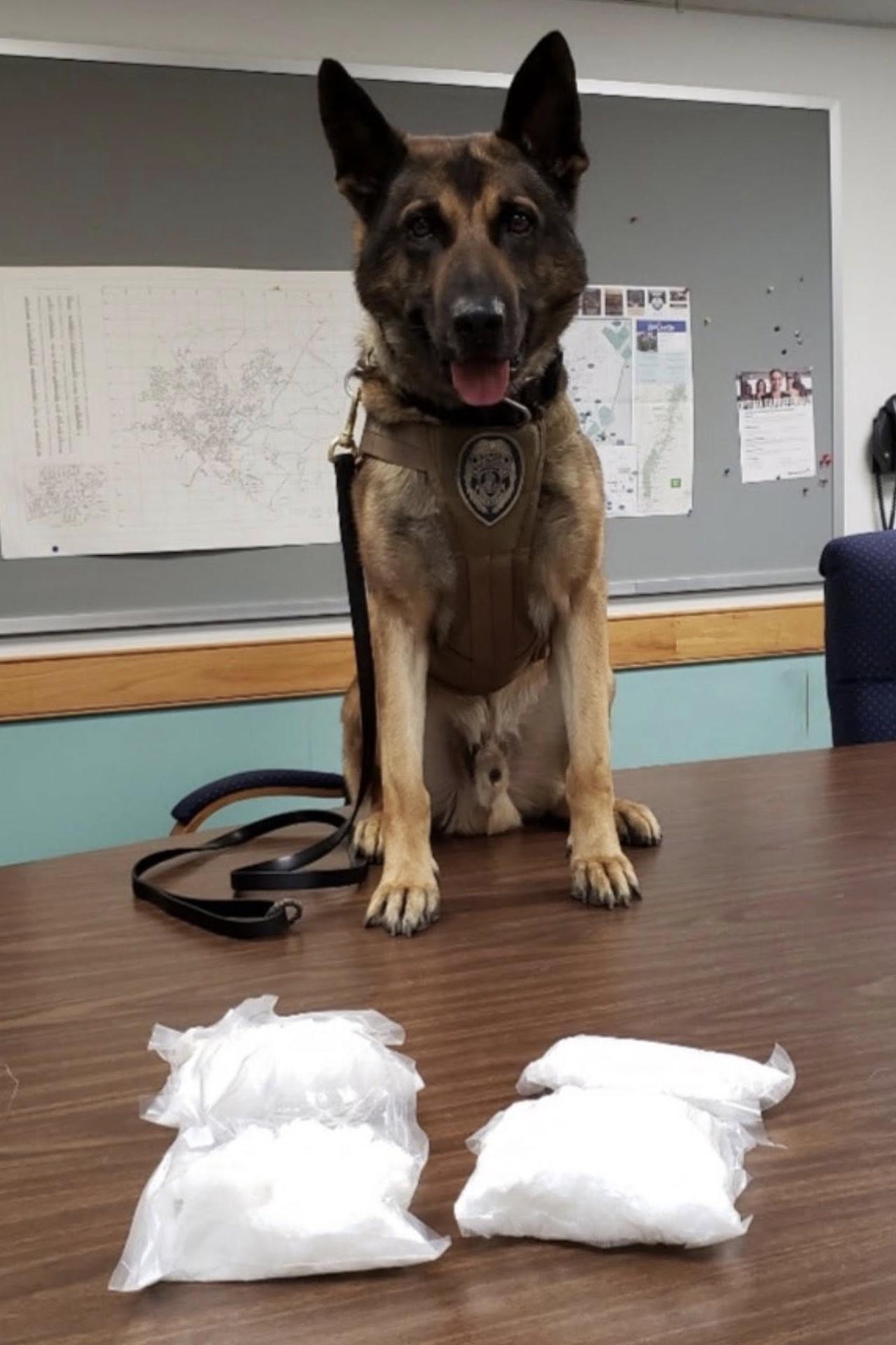 k9 wilson with a drug find