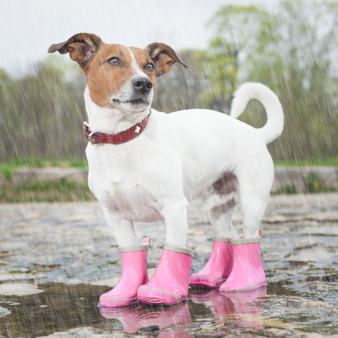 Dog wearing rain boots