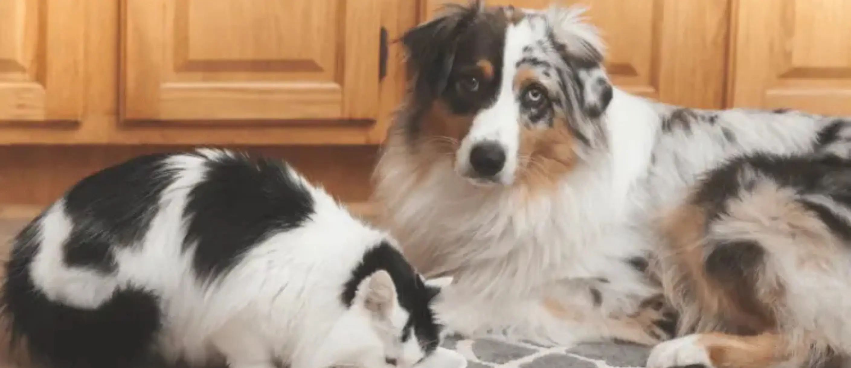 A dog and cat sitting together