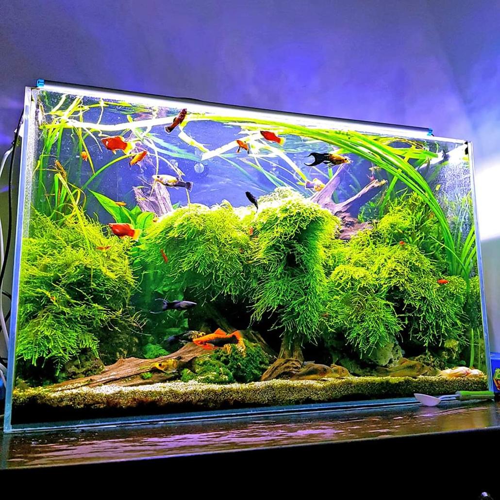 DIY Aquarium Filtration Mesh