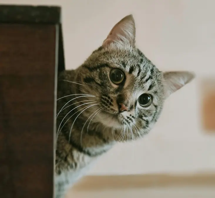 A curious cat peeks out from behind a wooden box, its eyes wide and alert.
