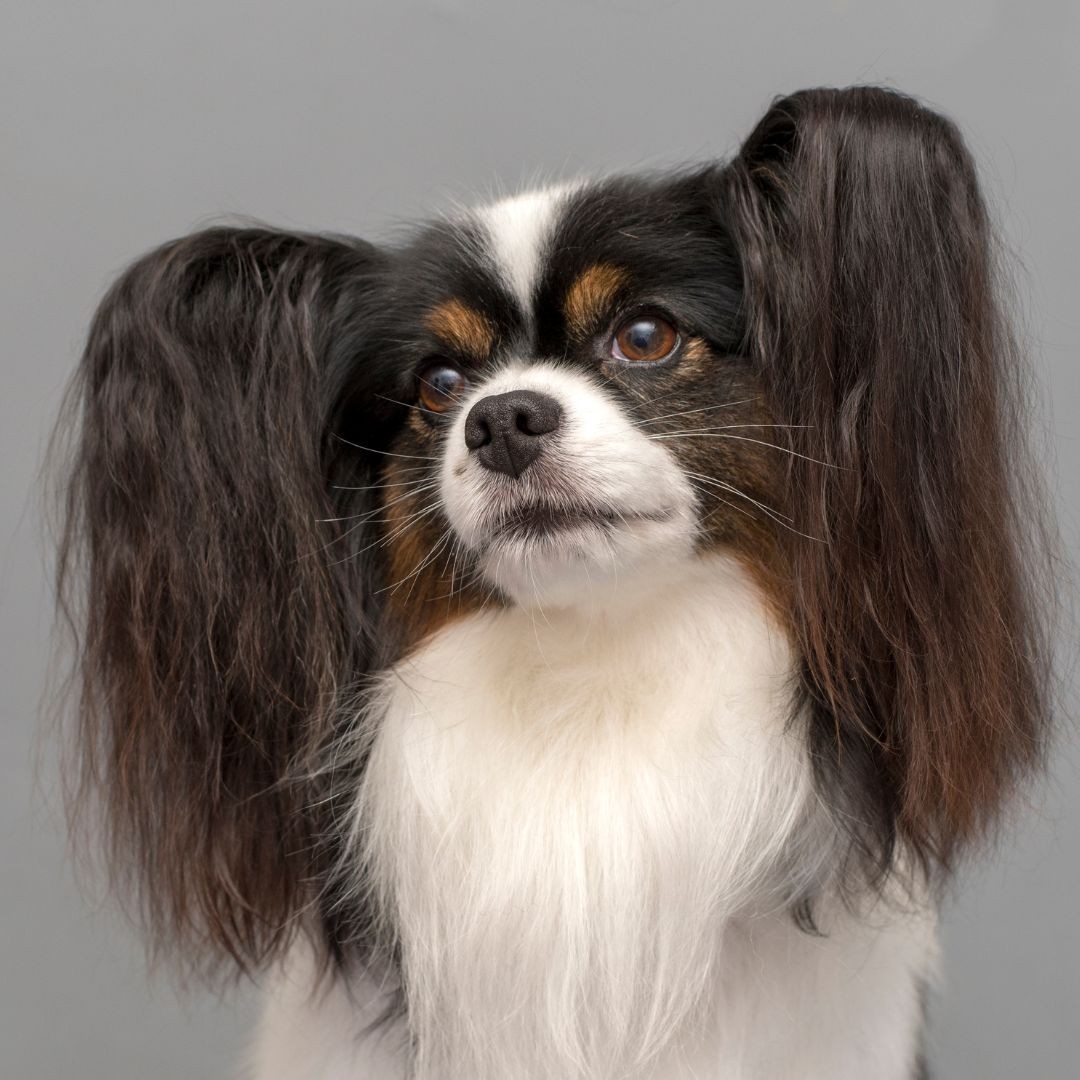 Black, brown and white Papillon