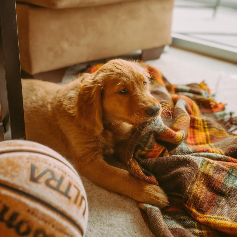 Why Use a Crate for a Dog The 7 Benefits Of A Dog Crate Potty Buddy™