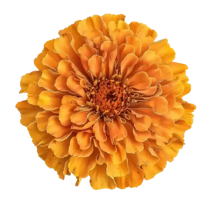 Marigold