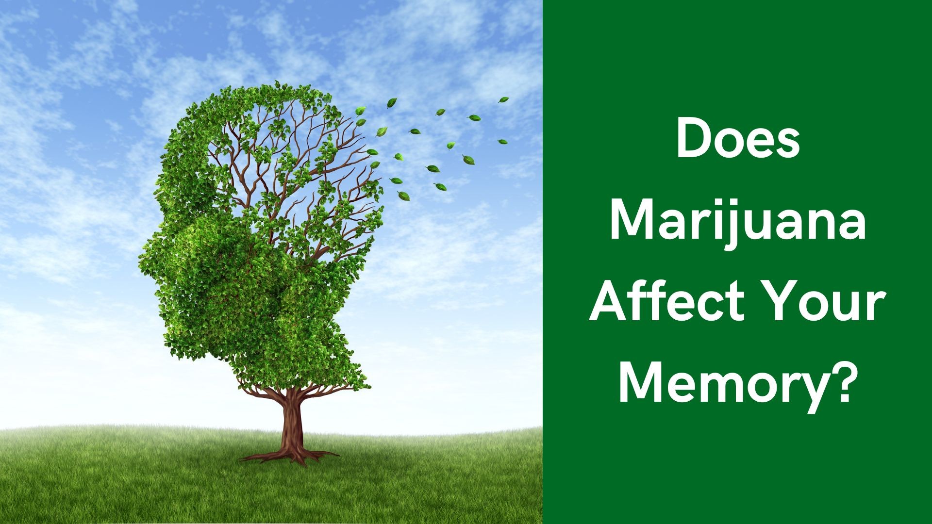 Does Marijuana Affect Your Memory?