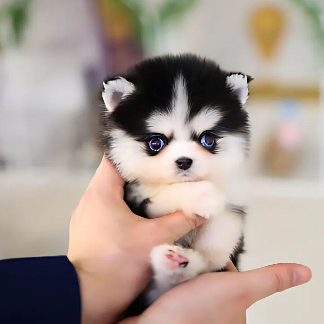 pomsky puppy in owner hands