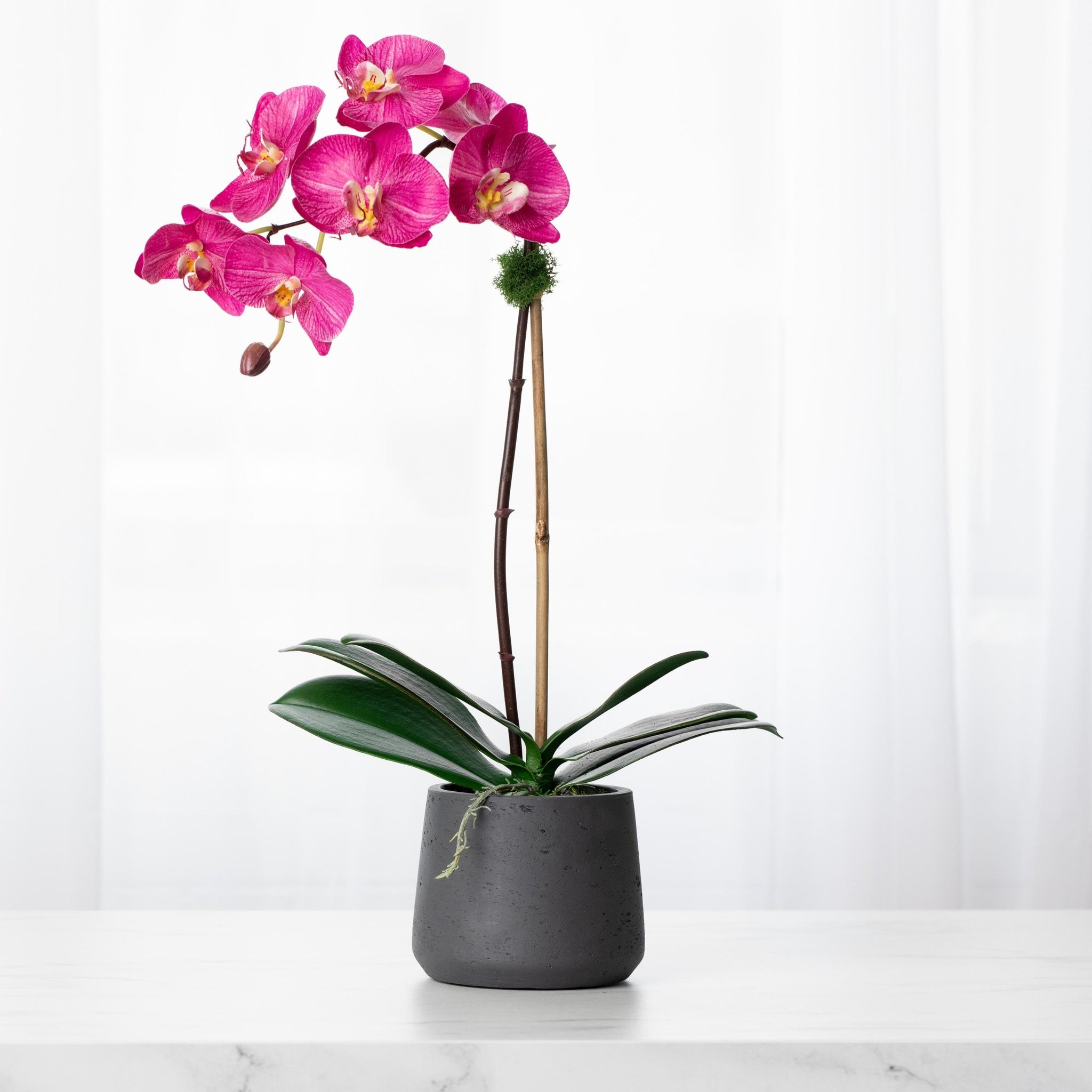 Pink Phalaenopsis Orchids Floral Arrangement in Large Gold Planter