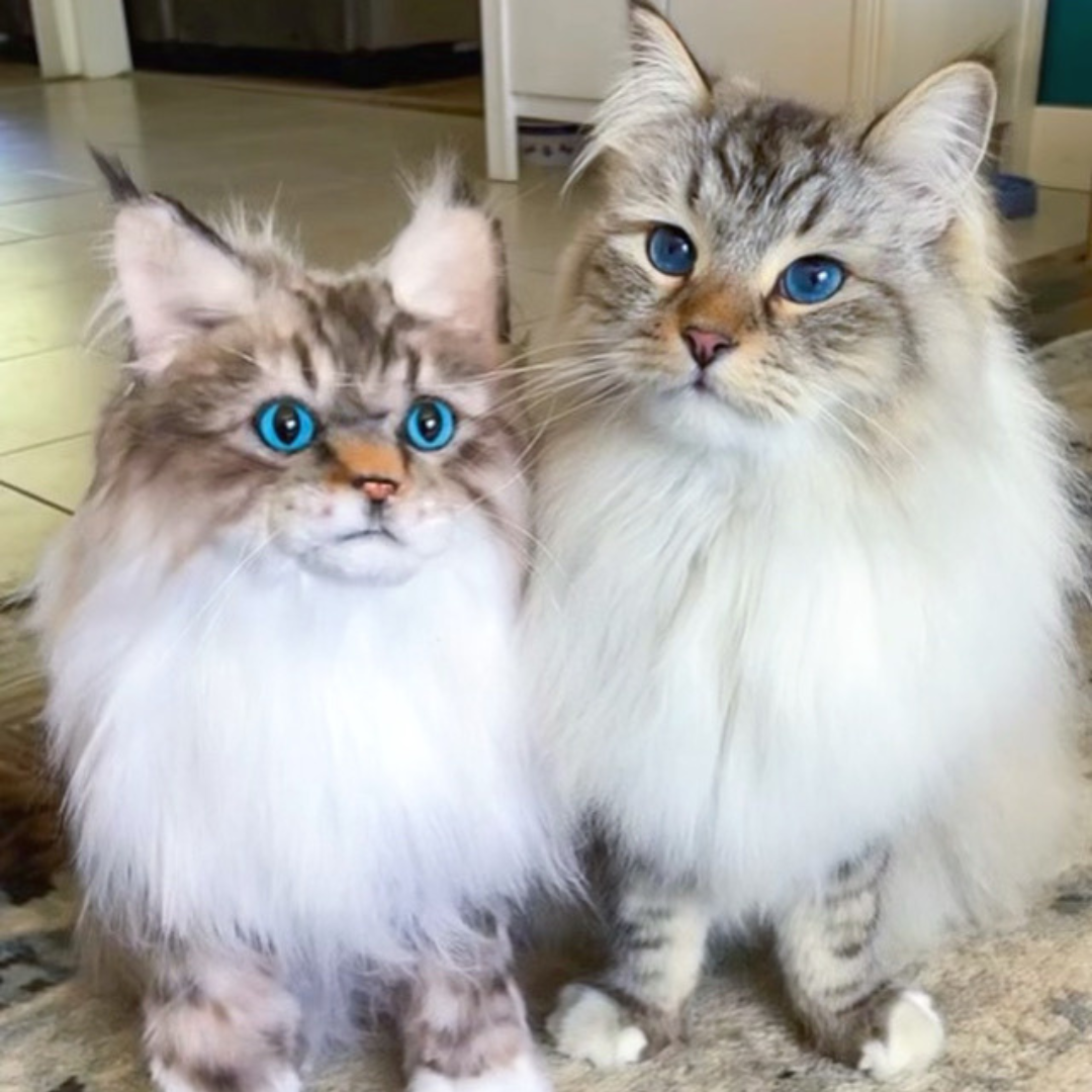 On the left is the cat cuddle clone and the left is the real cat is it based off of