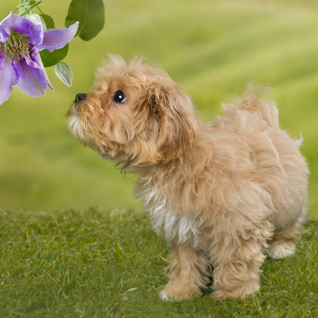 Cute maltipoo puppy sniffing purple flowers