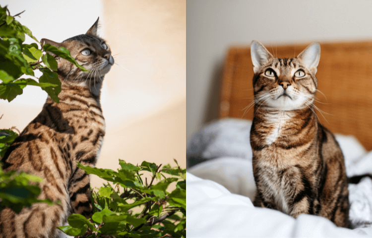 Door Buddy - Blog- how to make an outdoor cat an indoor cat