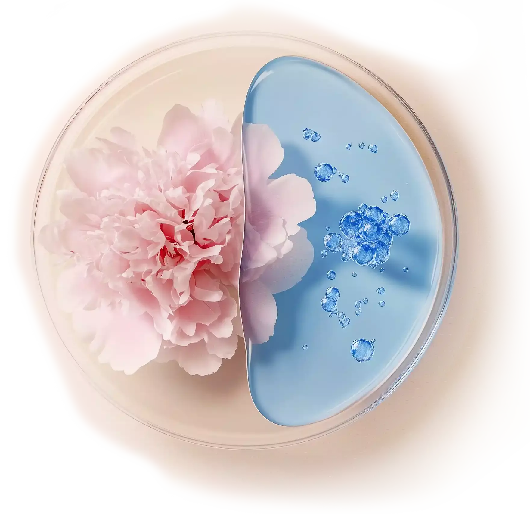 Moutan peony flower with hyaluronic acid in petri plate