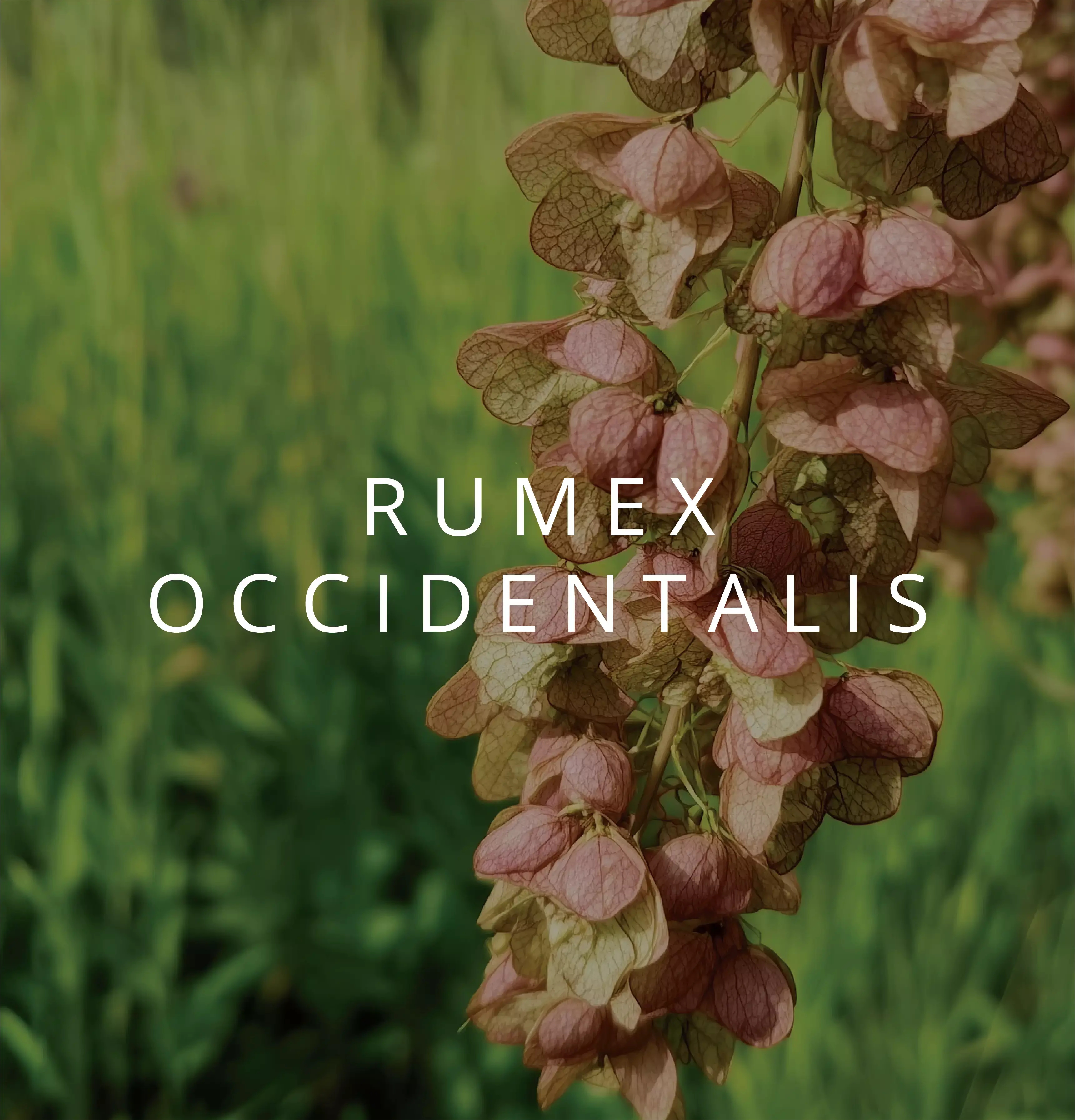 Rumex occidentalis