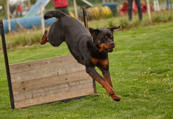 DOG COMPETES IN PHYSICAL COMPETITION