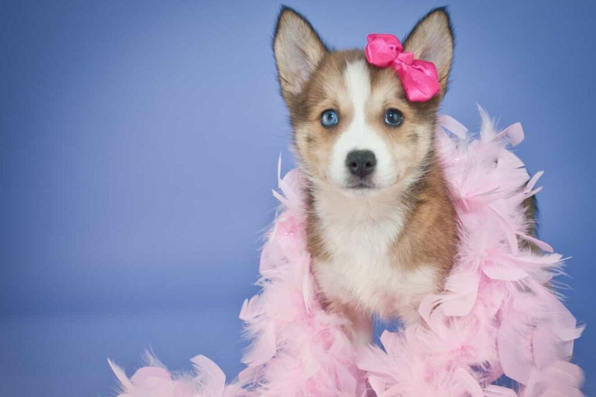 pomsky dressup