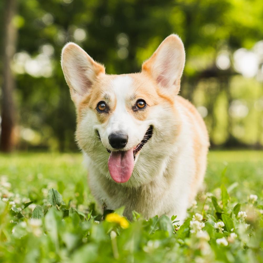 welsh corgi running on the green grass