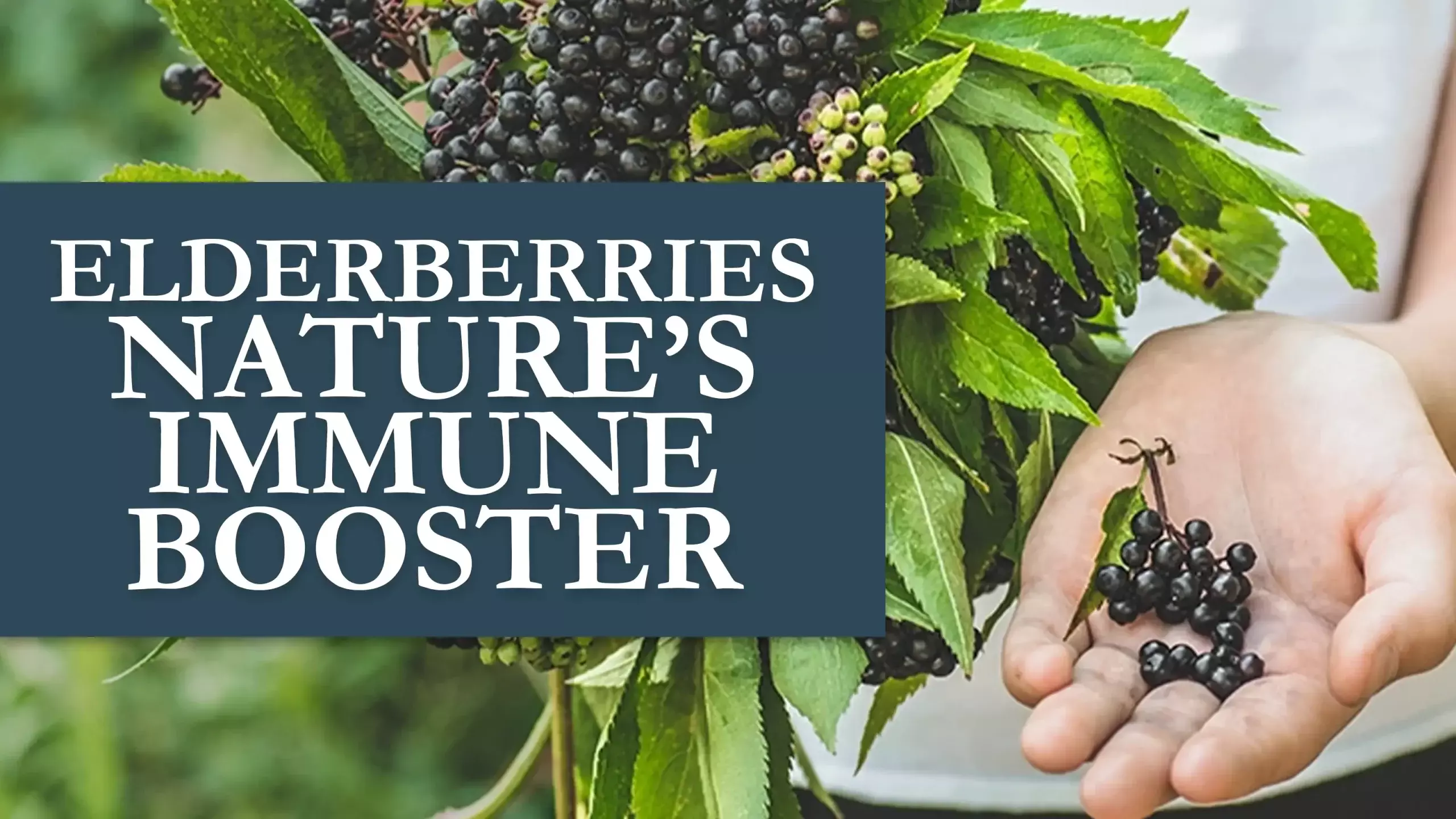 Elderberries