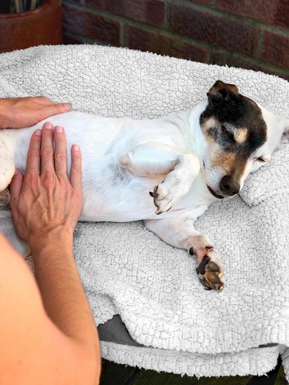 Spaniel Cockapoo - White - Playing on Green Grass Belly Rubs Tickle