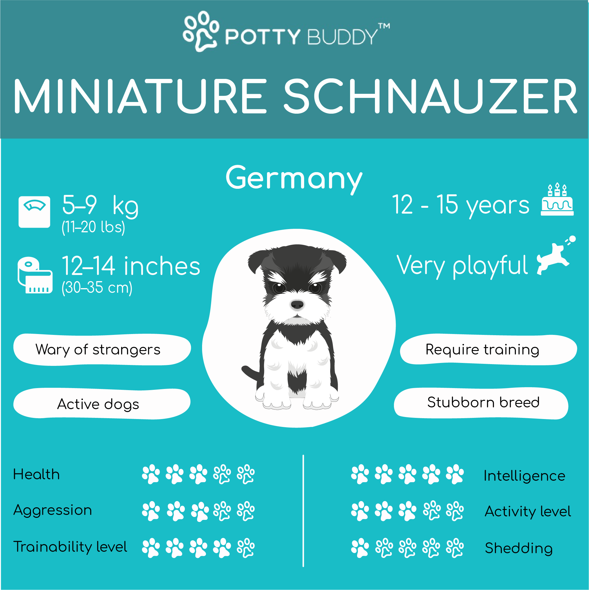 Characteristics of the Miniature Schnauzer in One Picture