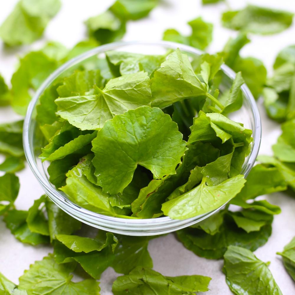 bowl of gotu kola leaves