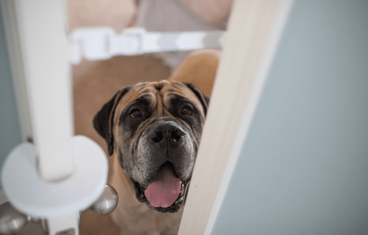 The Door Buddy - Door Buddy Blog