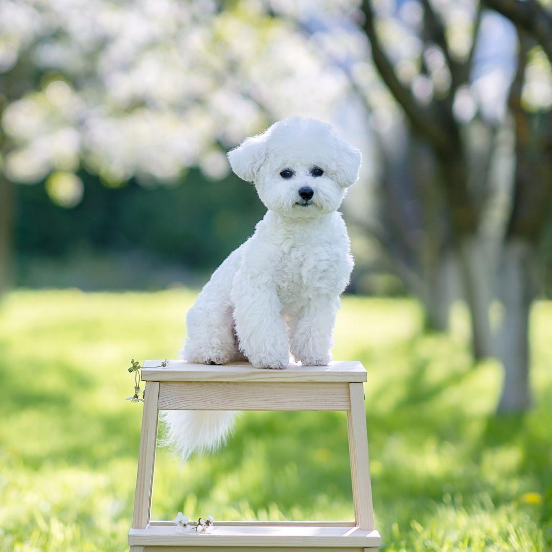 Bichon Frise on stool