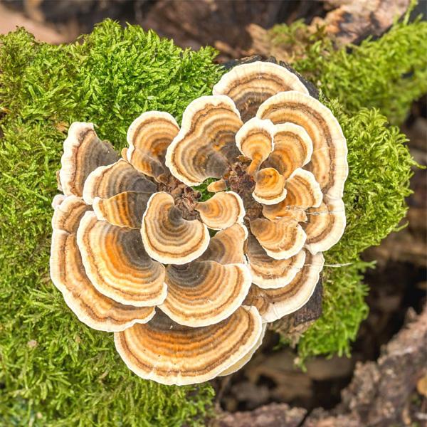 New World Wellness Organic Turkey Tail Extract