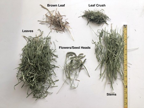 timothy grass seed