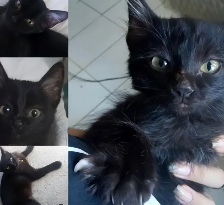 baby collage of black cats