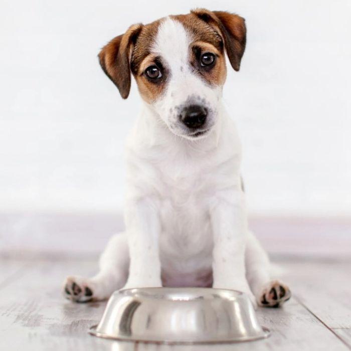 Puppy sitting in front of food bowl