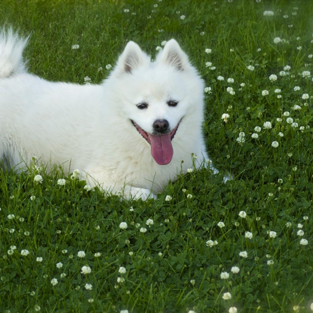 american eskimo dog on grass