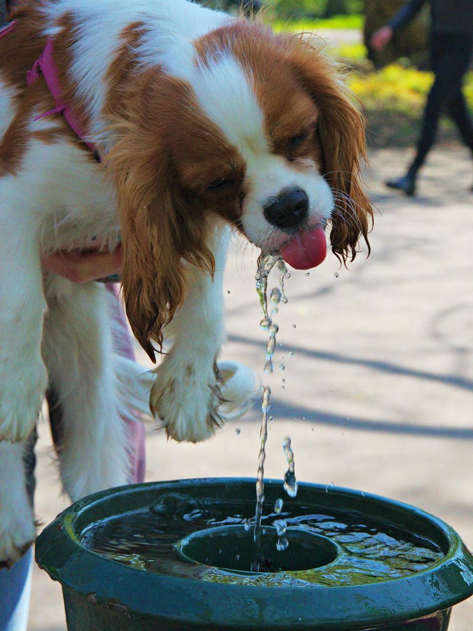 Puppy kvaleier king charles spaniel drinks water from the column.