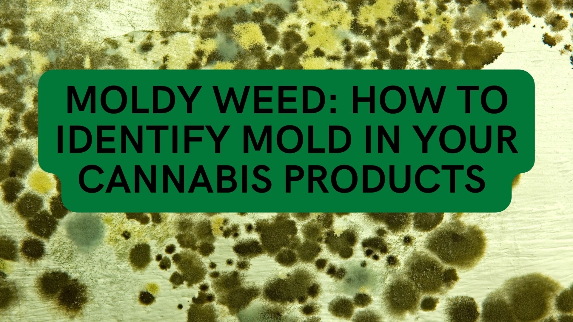 Moldy Weed: How to Identify Mold in Your Cannabis Products